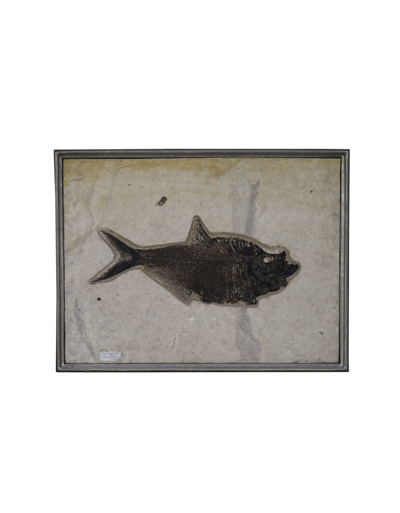 Maison Leon Van den Bogaert Grüner fluss Fossil