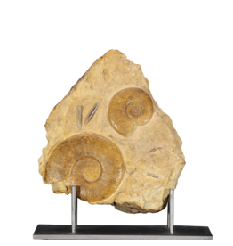 Maison Leon Van den Bogaert Original Fossil