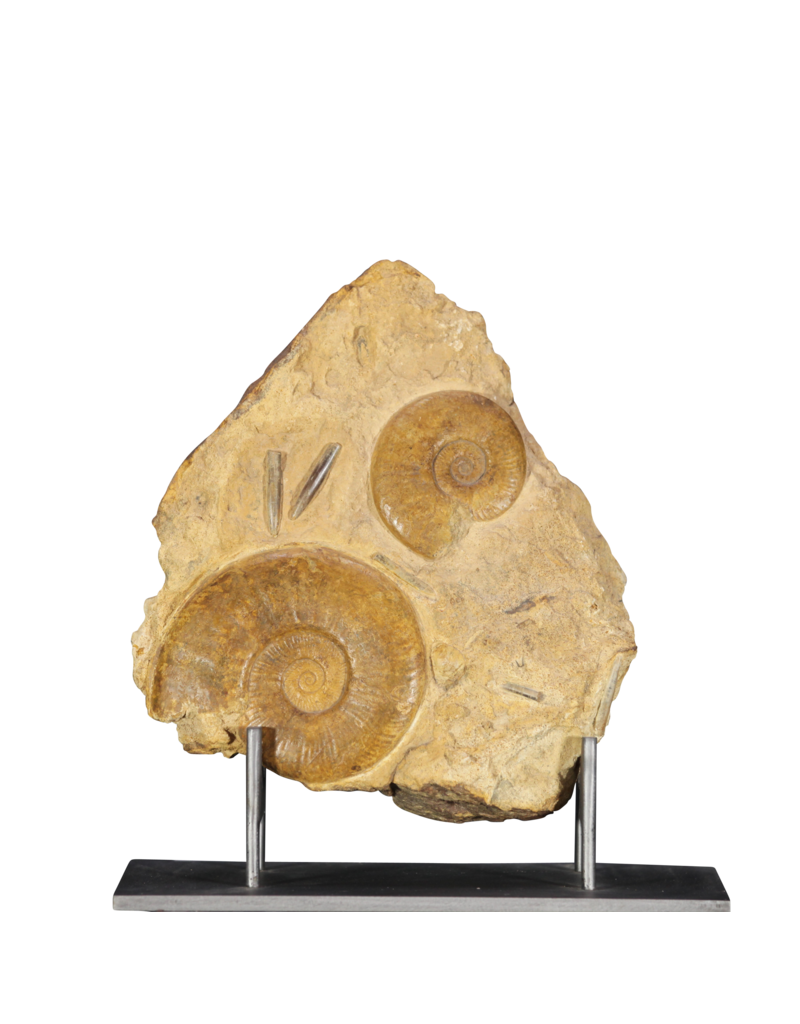Maison Leon Van den Bogaert Original Fossil