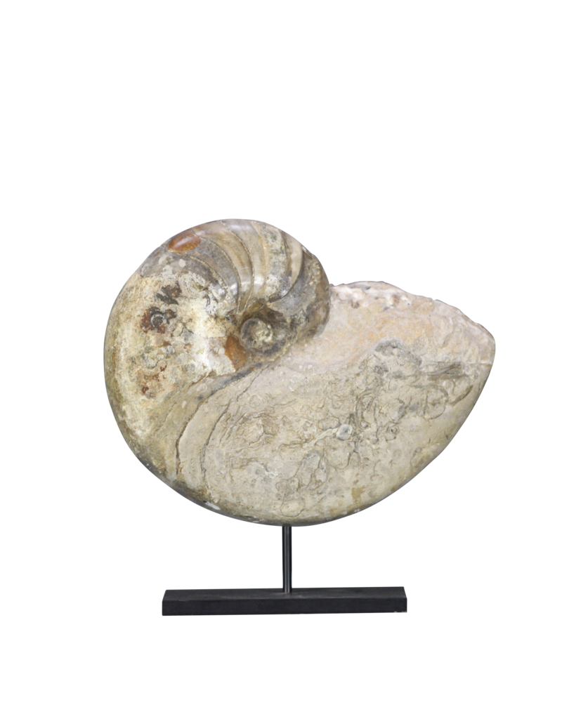 Maison Leon Van den Bogaert Originales Fossil
