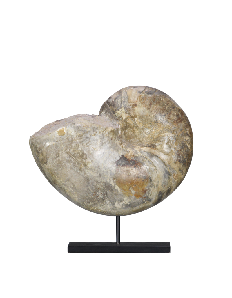 Maison Leon Van den Bogaert Originales Fossil