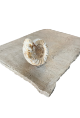 Maison Leon Van den Bogaert Tablette De Table En Travertin Beige Intemporel Et Inhabituel