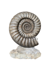 Einzigartiger Statement-Ammonit