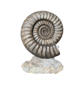 Maison Leon Van den Bogaert Fossile Unique En Son Genre