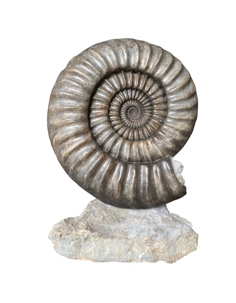Maison Leon Van den Bogaert One of A Kind Statement Ammonite