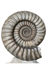 One of A Kind Statement Ammonite