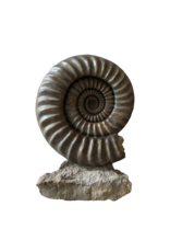 One of A Kind Statement Ammonite