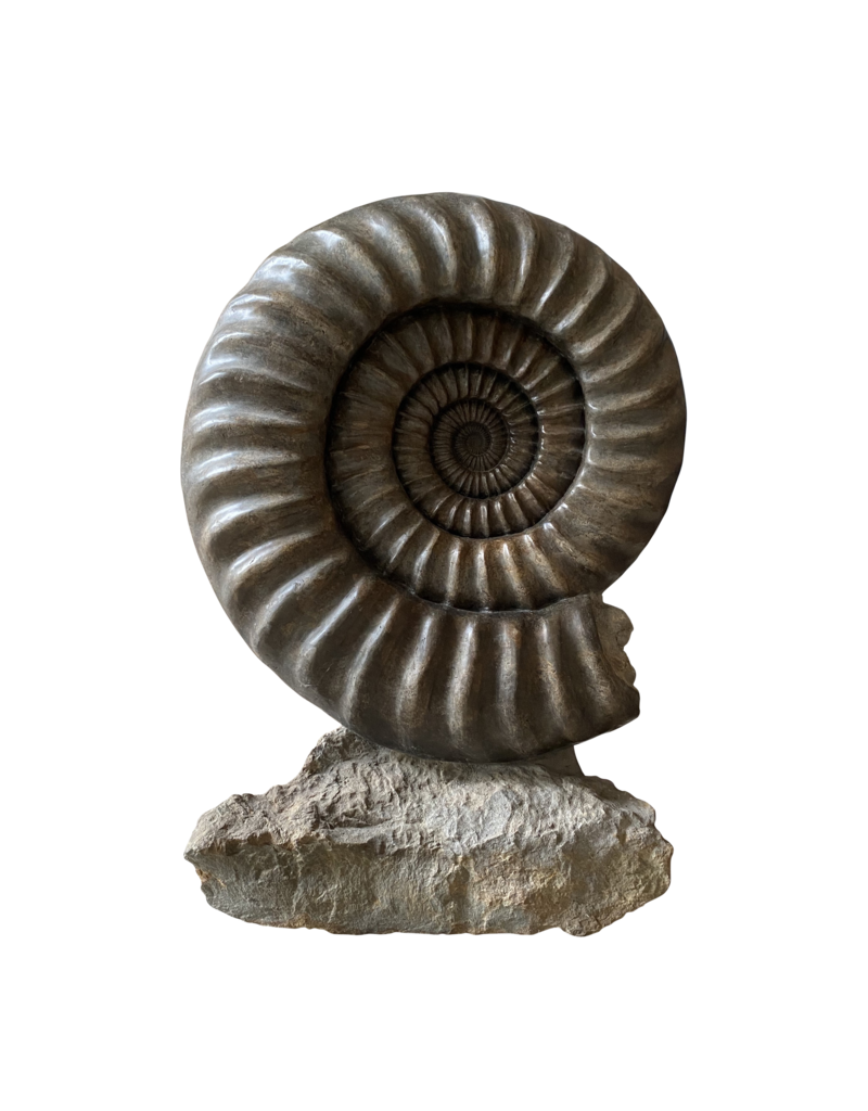 Maison Leon Van den Bogaert One of A Kind Statement Ammonite