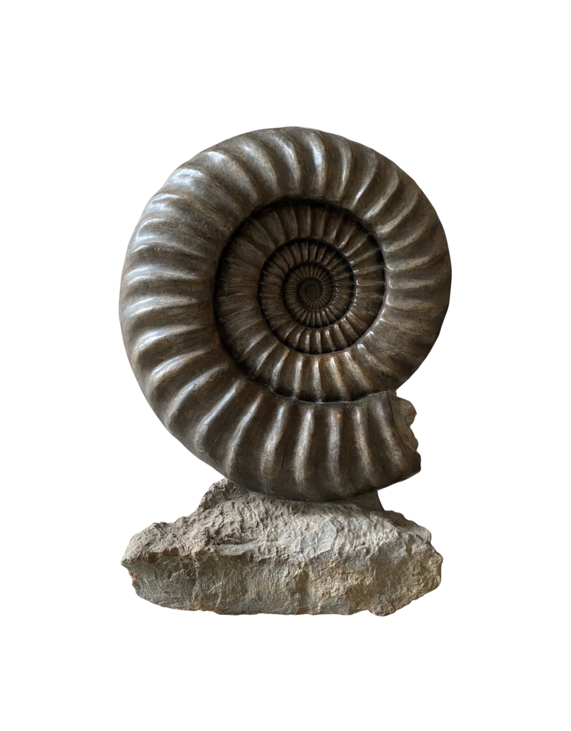 One of A Kind Statement Ammonite