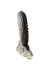 Maison Leon Van den Bogaert One of A Kind Statement Ammonite