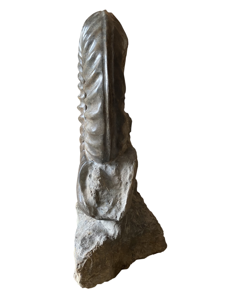 Maison Leon Van den Bogaert Ammonite De Déclaration Unique En Son Genre