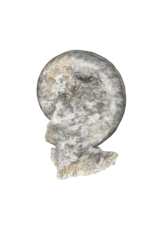 Maison Leon Van den Bogaert One of A Kind Statement Ammonite