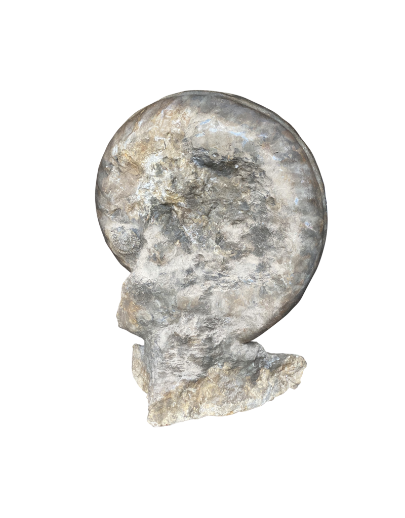 Maison Leon Van den Bogaert One of A Kind Statement Ammonite