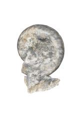 Maison Leon Van den Bogaert One of A Kind Statement Ammonite