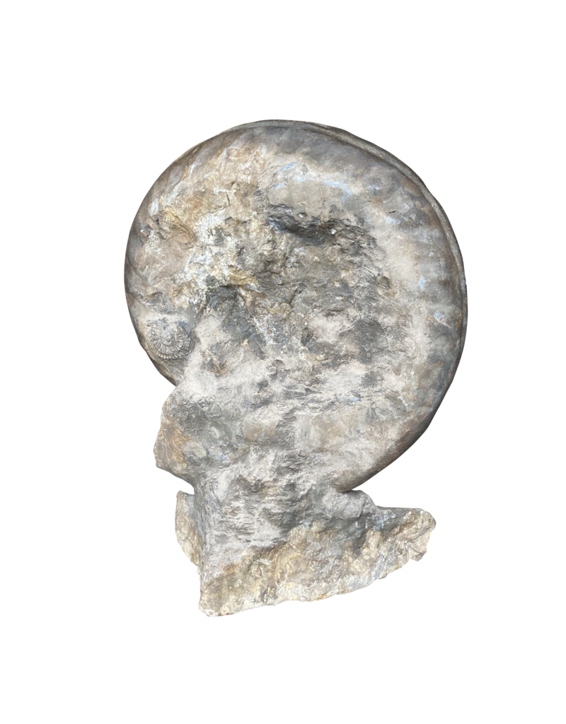 Maison Leon Van den Bogaert One of A Kind Statement Ammonite