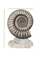 One of A Kind Statement Ammonite