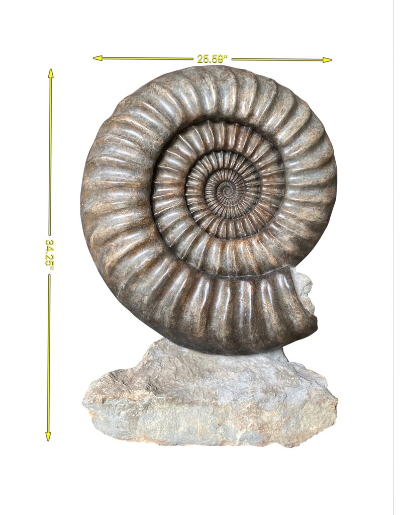 Einzigartiger Statement-Ammonit