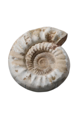 Fossil With Original Shell