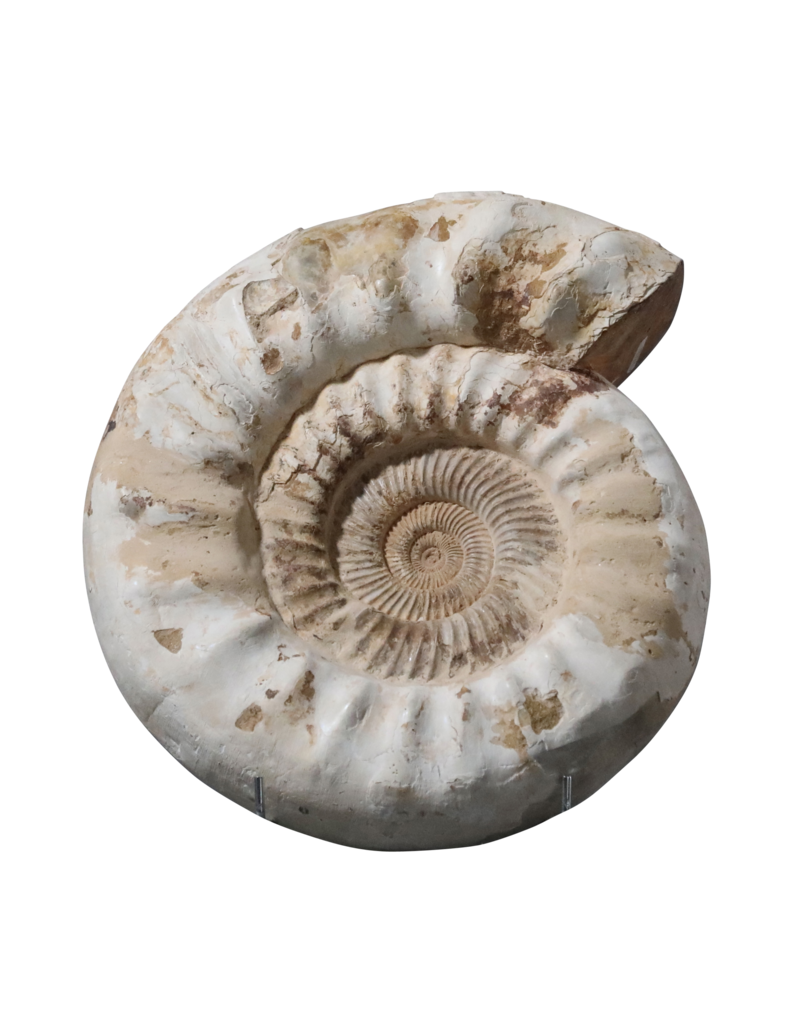 Fossil With Original Shell