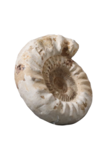 Fossil With Original Shell