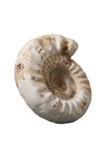 Maison Leon Van den Bogaert Fossile Avec Coquille Originale