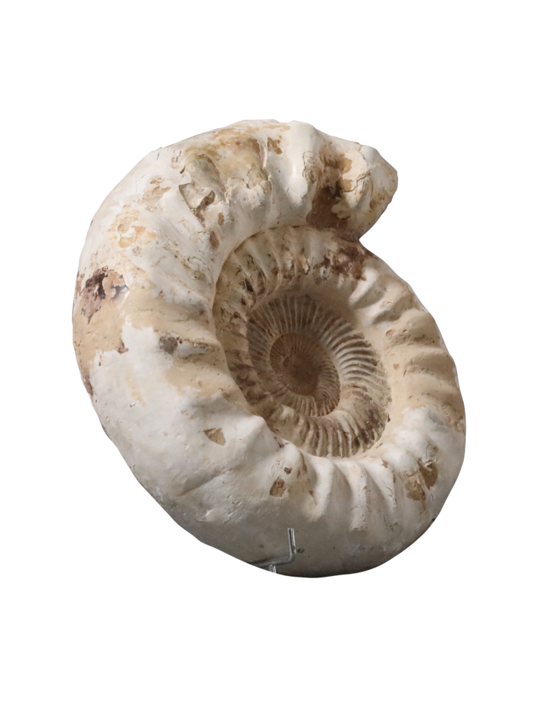 Maison Leon Van den Bogaert Fossil Mit Originalschale