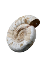 Fossil With Original Shell