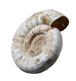 Fossil With Original Shell