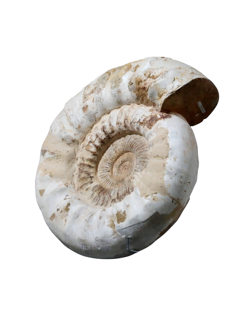 Fossil With Original Shell