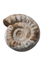 Fossil With Original Shell