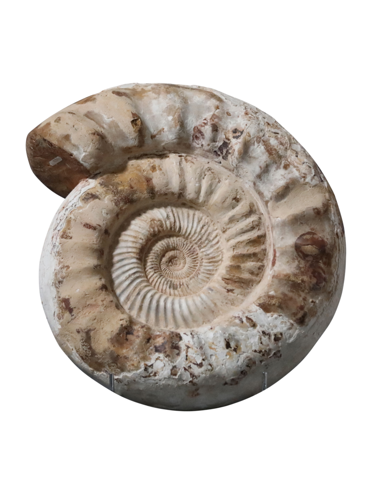 Fossil With Original Shell