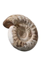 Fossil With Original Shell