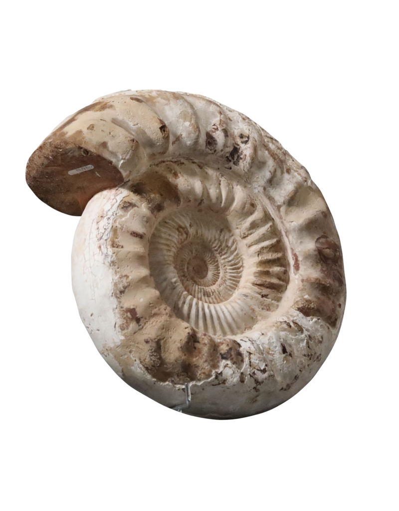 Fossil With Original Shell