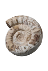 Fossil With Original Shell