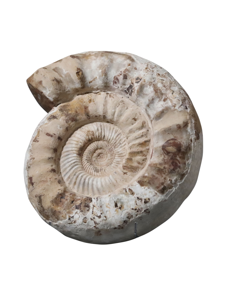 Fossil With Original Shell