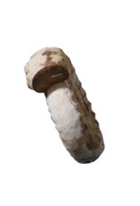 Fossil With Original Shell