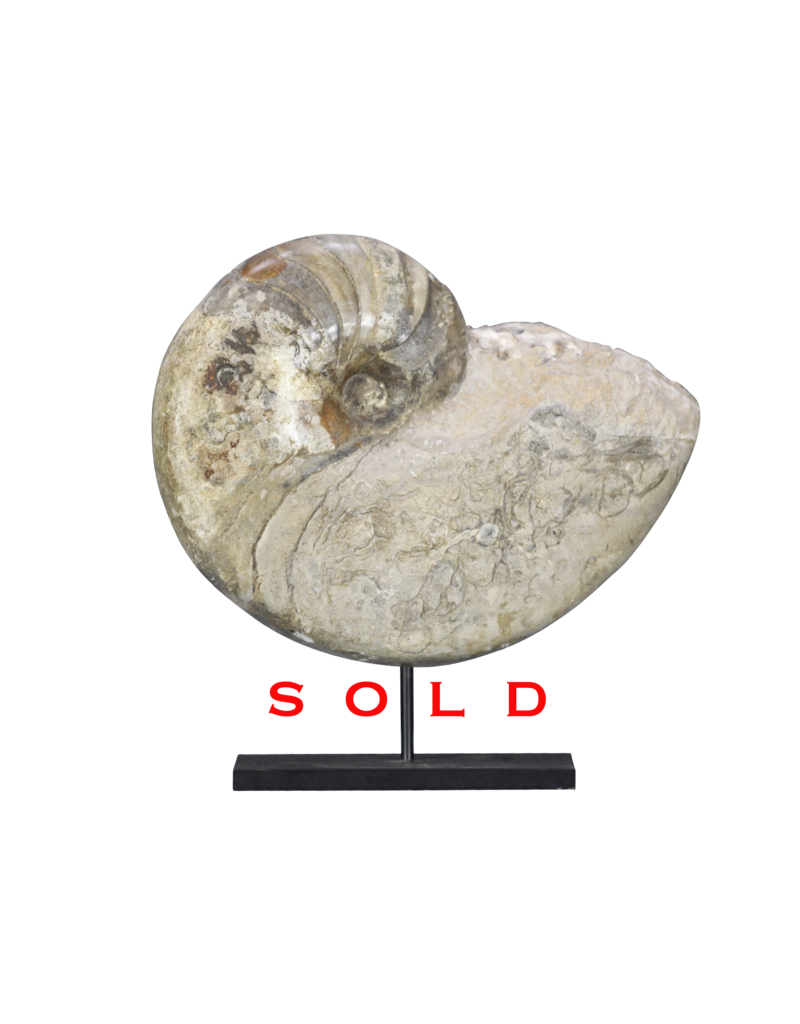Original Fossil