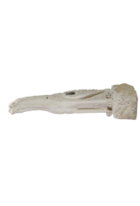 Maison Leon Van den Bogaert Exceptional 19th Century French Limestone Dragon Gargoyle – Monumental Sculptural Architectural Element for Interior, Exterior & Garden Design