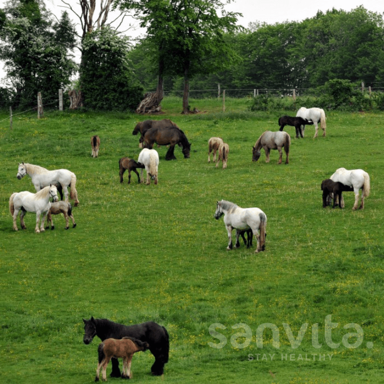 merries met hun veulens sanvita