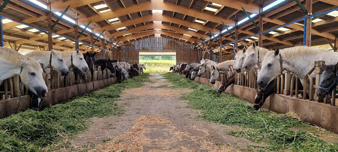 paardenmelk biologisch sanvita