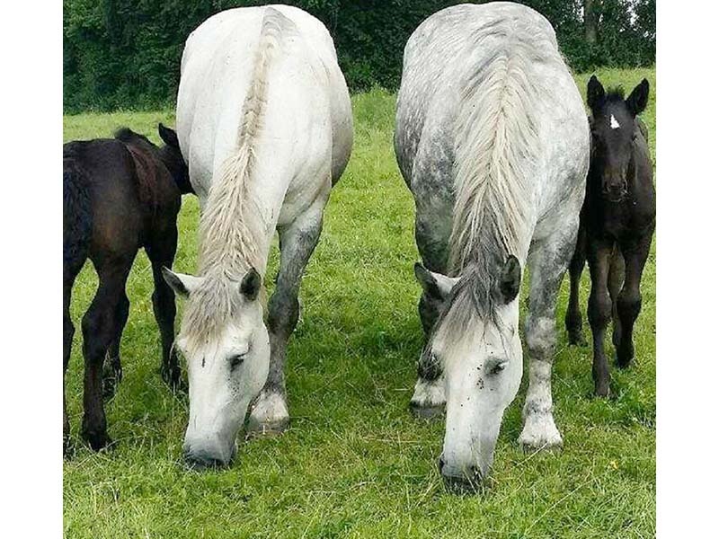 biologische paardenmelk merries met veulens sanvita