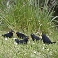 Sjaal met een Verhaal - Merel