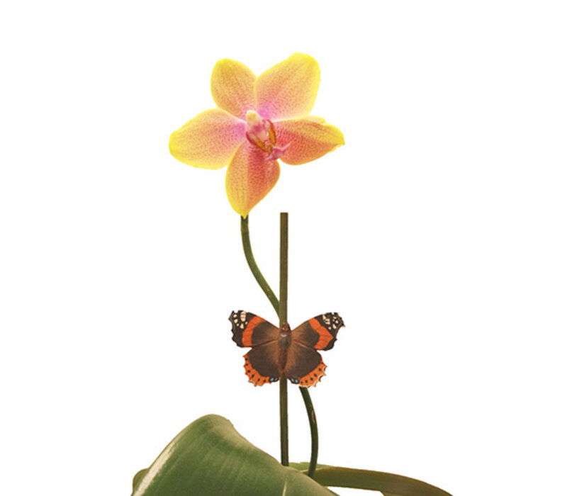 Wildlife Garden - Magnet Butterfly Red Admiral