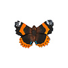 Wildlife Garden Wildlife Garden - Magnet Butterfly Red Admiral