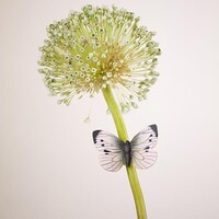 Wildlife Garden - Large White Butterfly Magnet