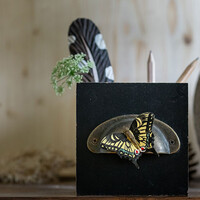 Wildlife Garden - Magnet Butterfly Swallowtail