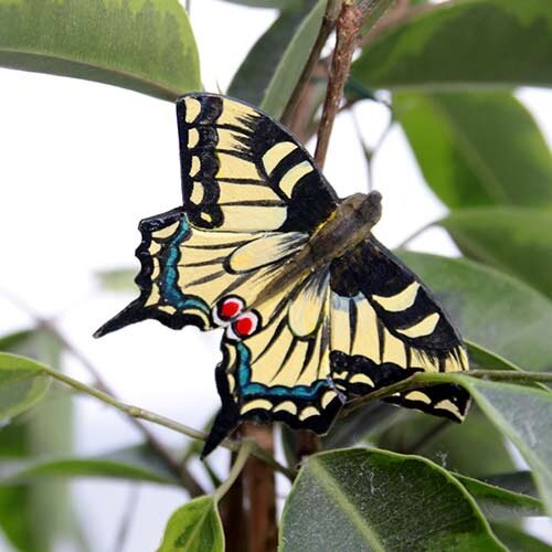 Swallowtail Butterfly Magnet - Wildlife Garden 