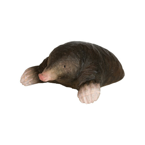 European Mole - Wildlife Garden 