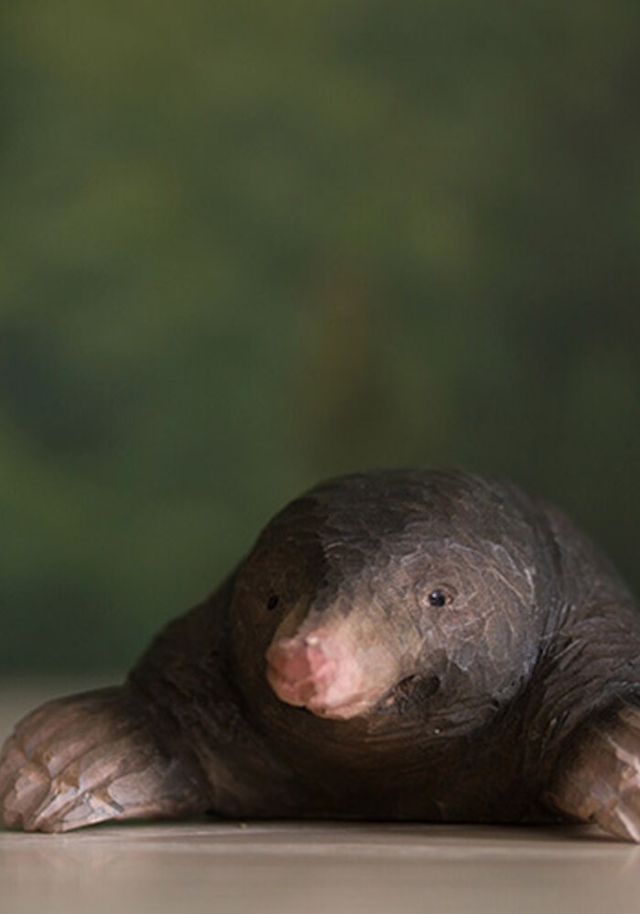 Wildlife Garden - European Mole