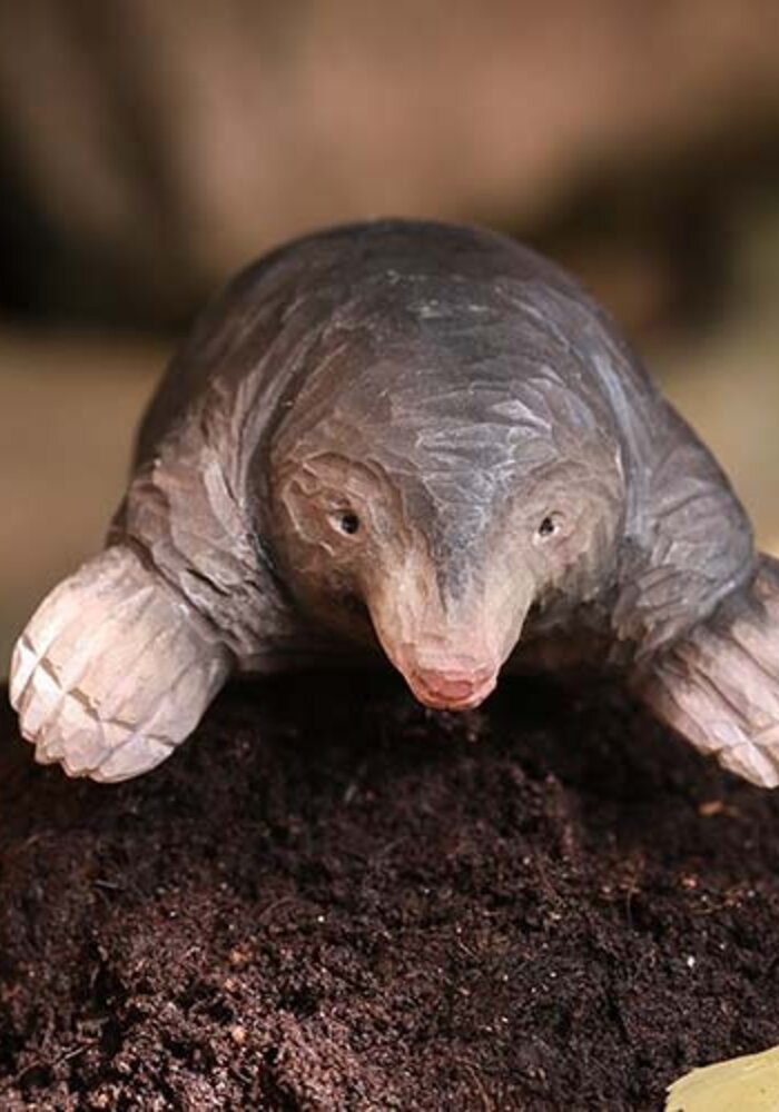 Wildlife Garden - European Mole